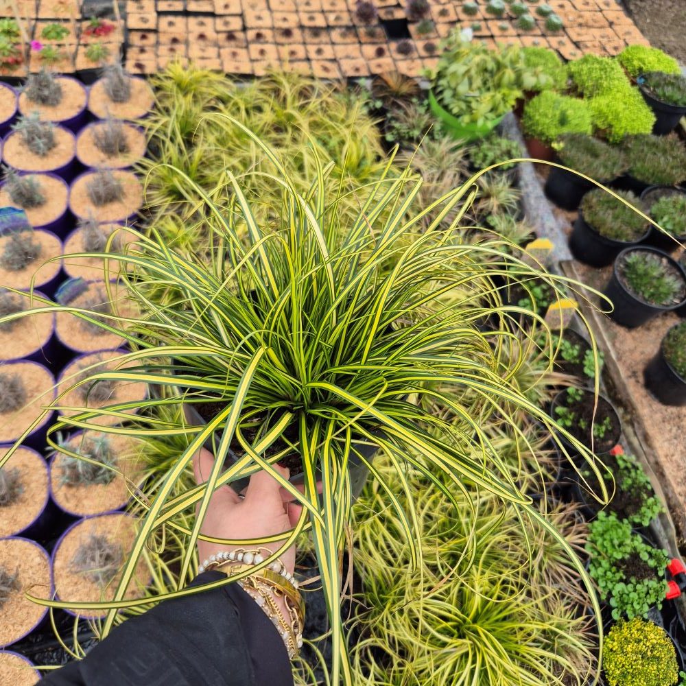 Turzyca Oszimska 'Evergold'