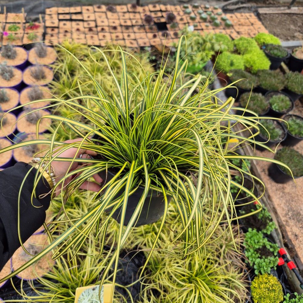 Turzyca Oszimska 'Evergold' - obrazek 5