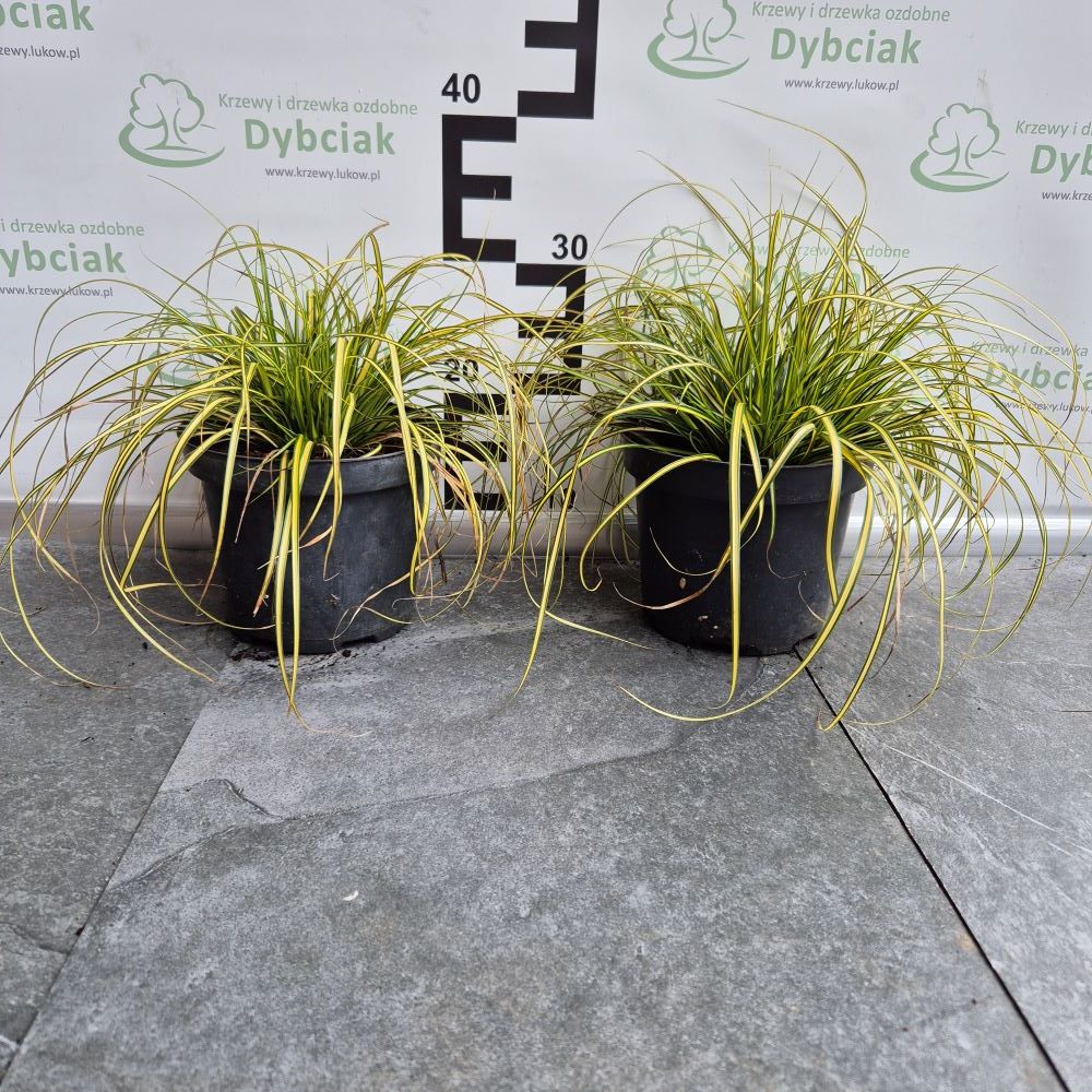 Turzyca Oszimska 'Evergold' - obrazek 2