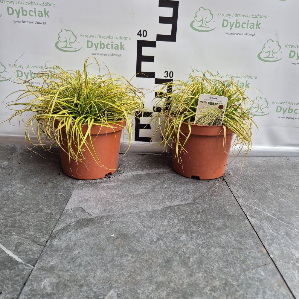 Turzyca Oszimska 'Evergold' - obrazek 3