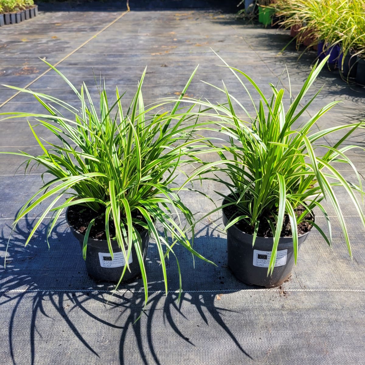 Turzyca Japońska 'Ice Dance' - obrazek 2