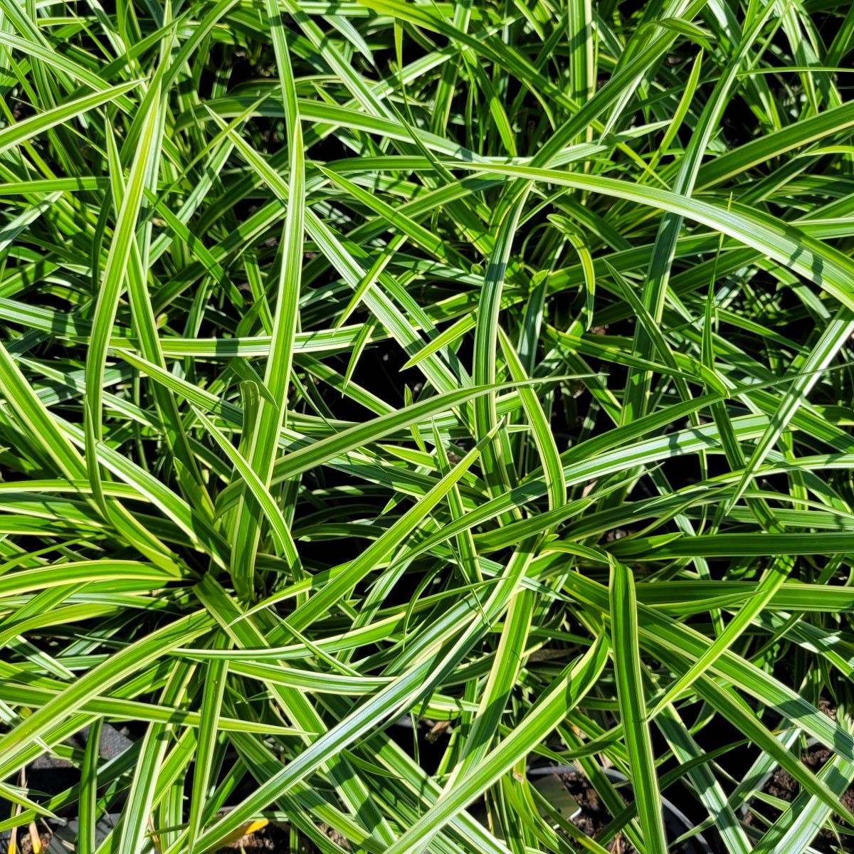 Turzyca Japońska 'Ice Dance' - obrazek 3