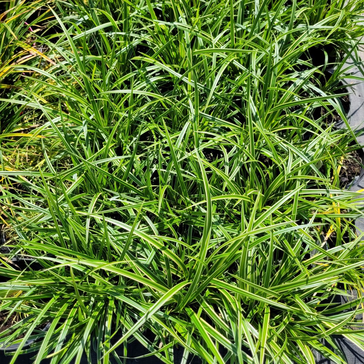 Turzyca Japońska 'Ice Dance' - obrazek 4