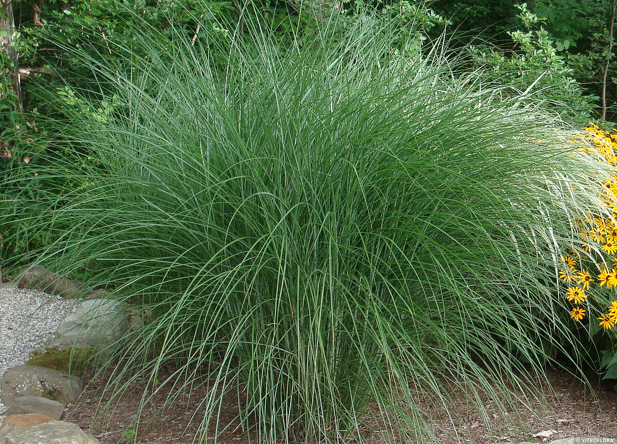 Miskant chiński 'Gracillimus' Miscanthus sinensis 'Gracillimus'