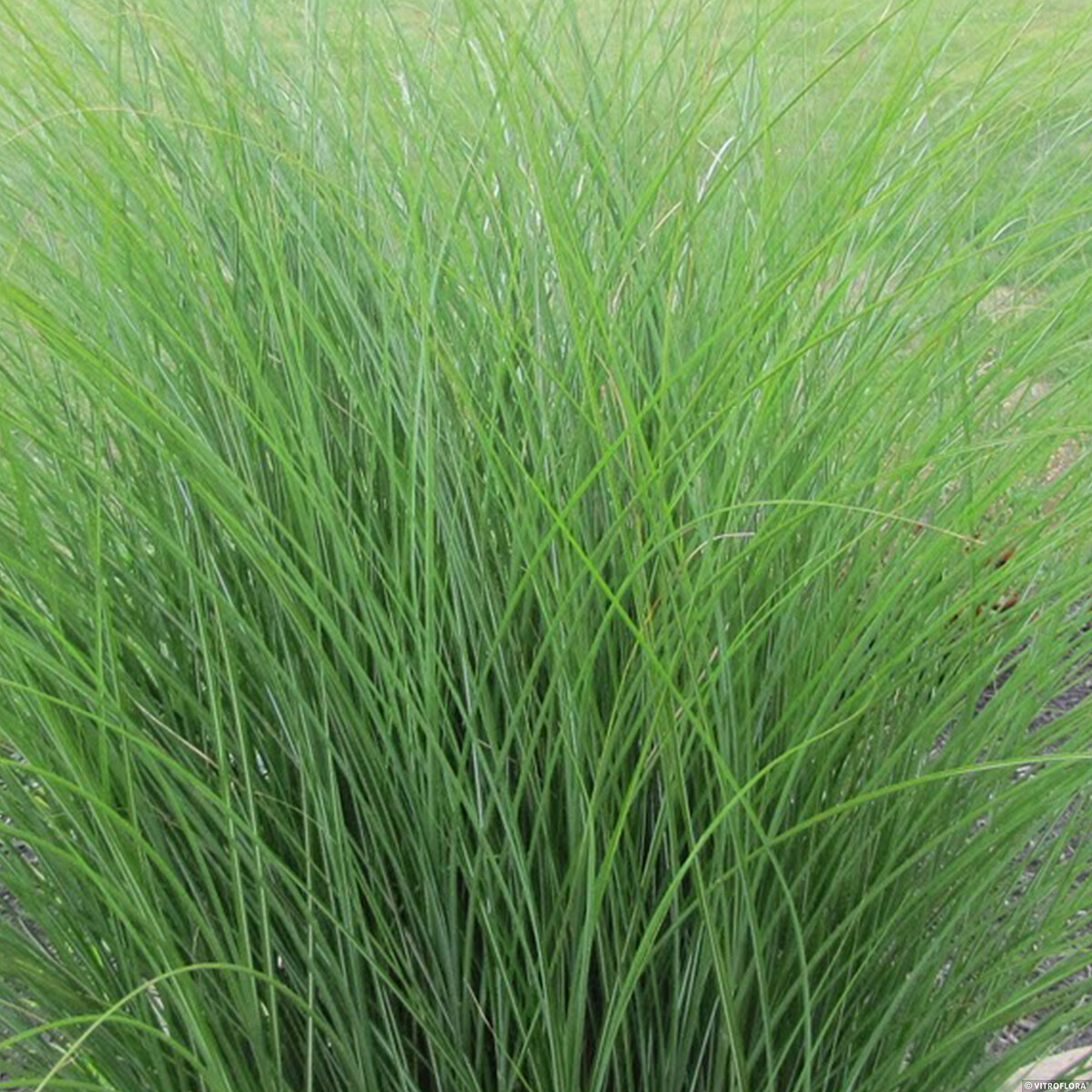 Miskant chiński 'Gracillimus' Miscanthus sinensis 'Gracillimus'1