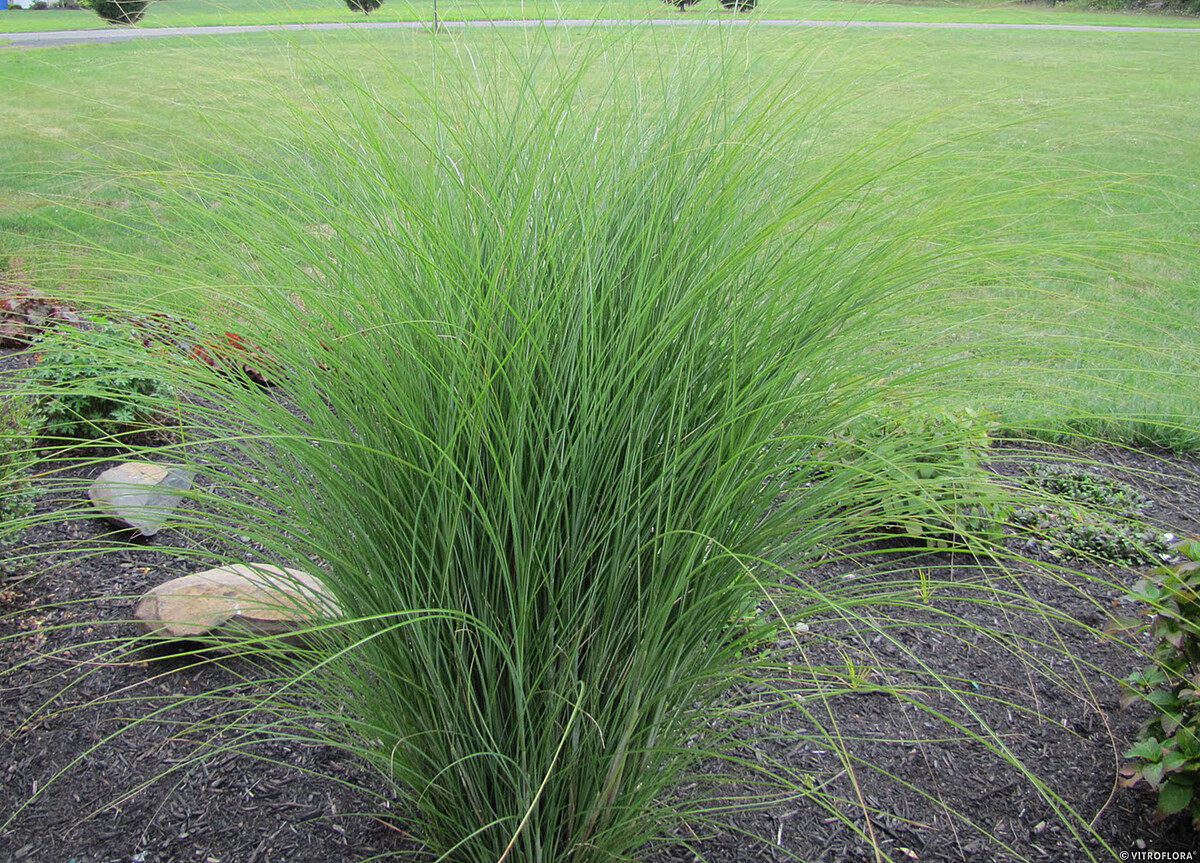 Miskant chiński 'Gracillimus' Miscanthus sinensis 'Gracillimus'2