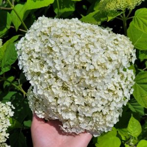 Hortensja krzewiasta 'Annabelle'