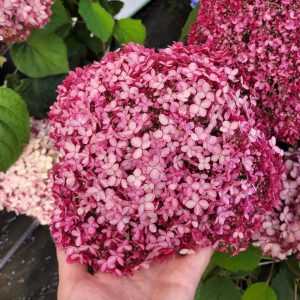 Hortensja krzewiasta 'Pink Annabelle'®