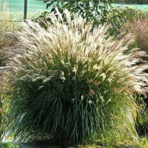 Miskant Chiński 'Adagio’