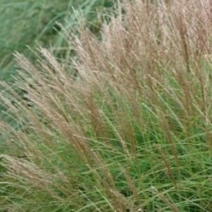 Miskant Chiński 'Gnome'