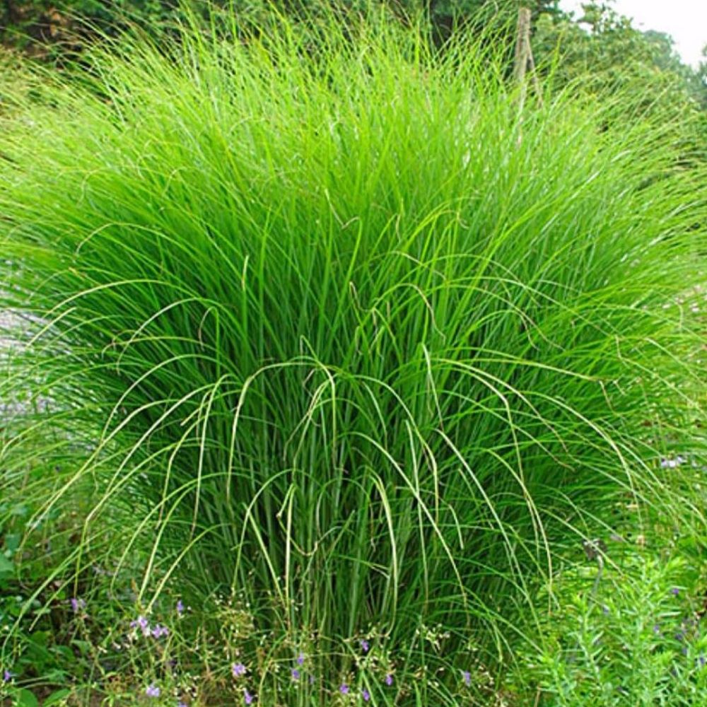 Miskant Chiński 'Gracillimus’