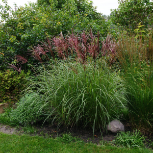 Miskant Chiński 'Red Chief'