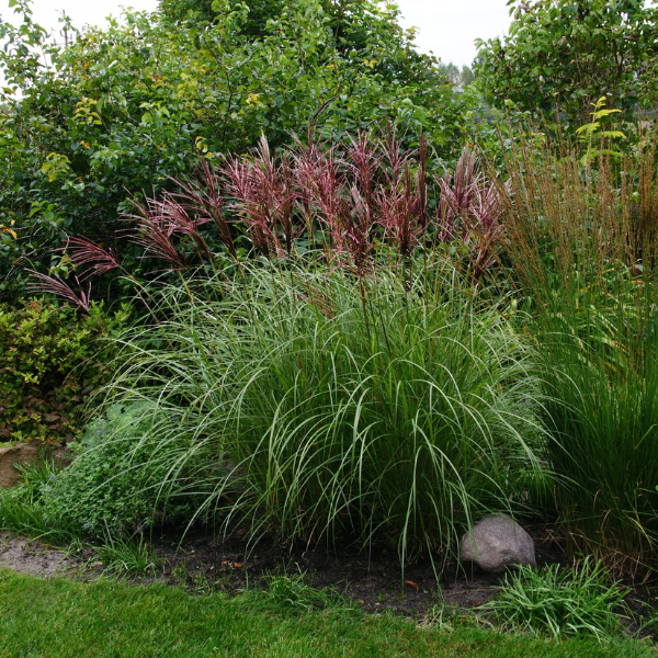 Miskant Chiński 'Red Chief'