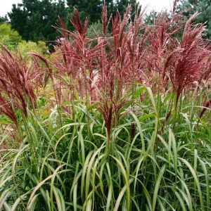 Miskant chiński 'Roter Pfeil'