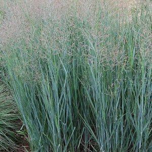 Proso Rózgowate 'Heavy Metal'