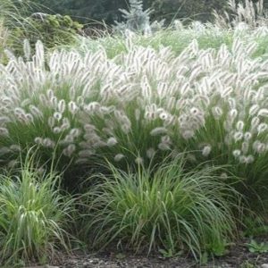 Rozplenica Japońska 'Magic'