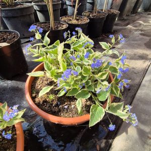 Brunnera wielkolistna 'Variegata'