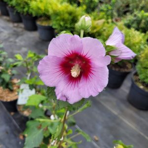 Hibiskus/ketmia 'Pink Flirt'