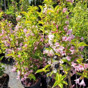 Krzewuszka jasno różowa