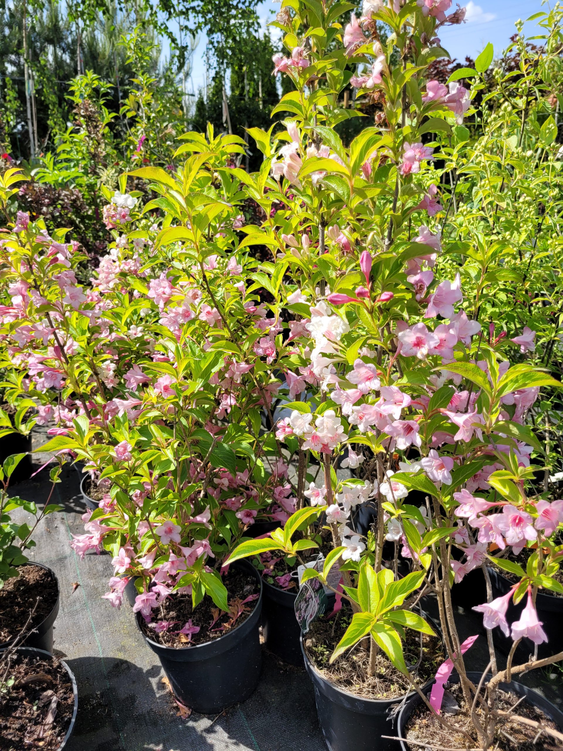 Krzewuszka jasno różowa