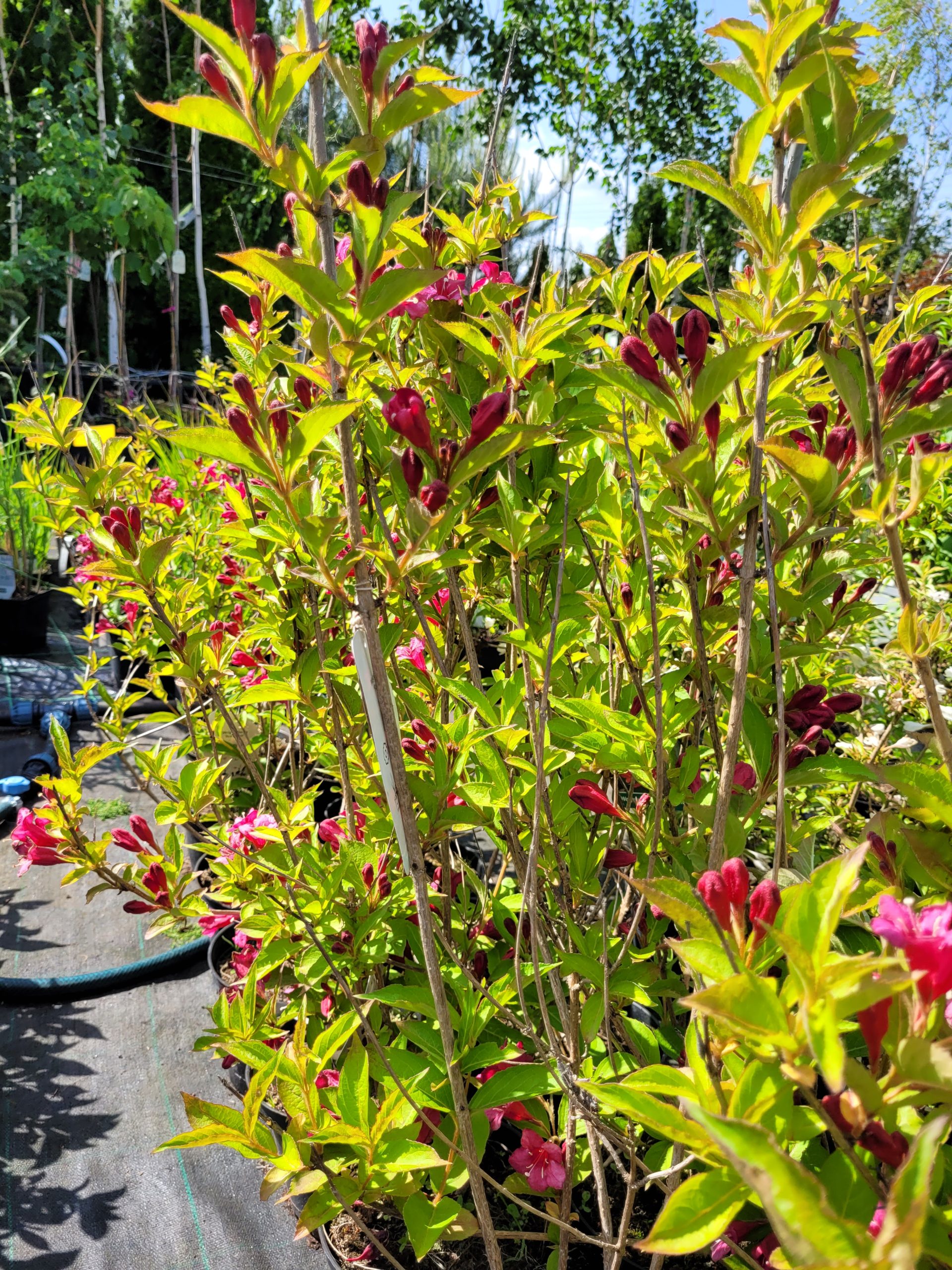 Krzewuszka 'Red Prince'