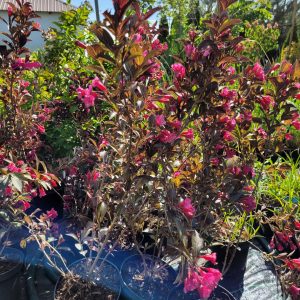 Krzewuszka Cudowna 'Alexandra'