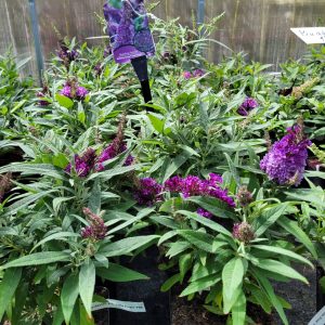 Budleja Dawida 'Butterfly Candy Little Purple'