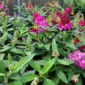 Budleja Dawida 'Butterfly Candy Little Pink'