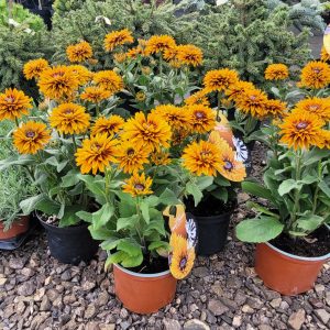 Rudbekia 'Flamenco Bright Orange'