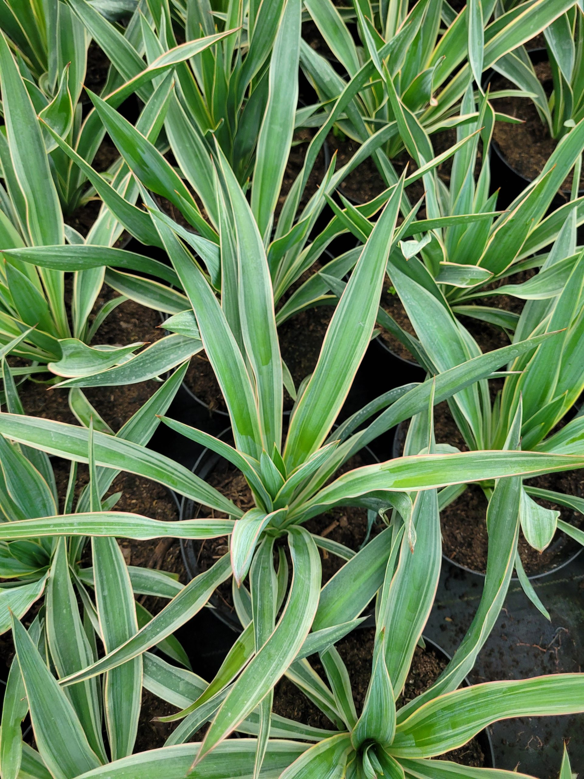 Juka 'Variegata' - obrazek 2