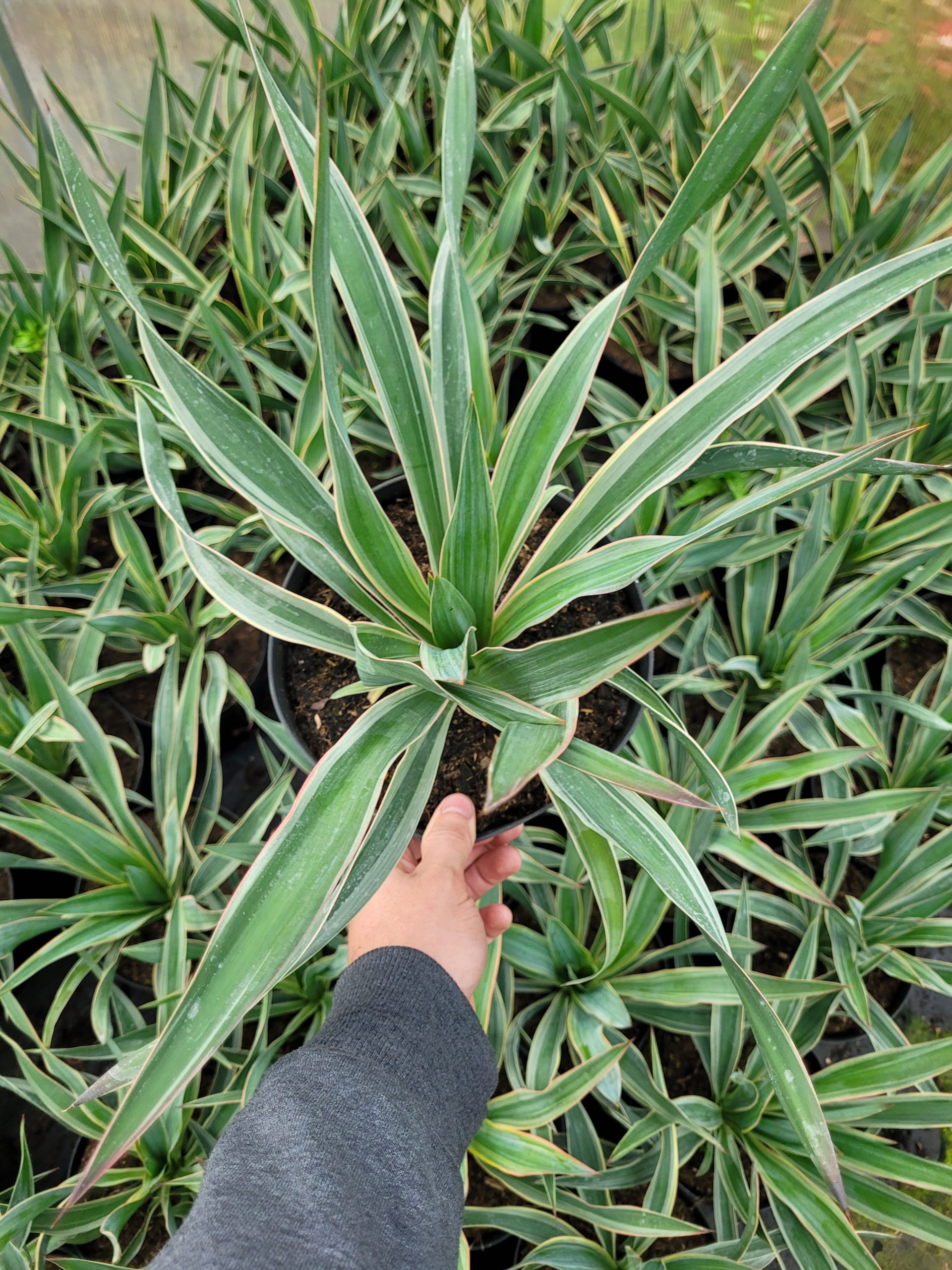 Juka 'Variegata' - obrazek 3