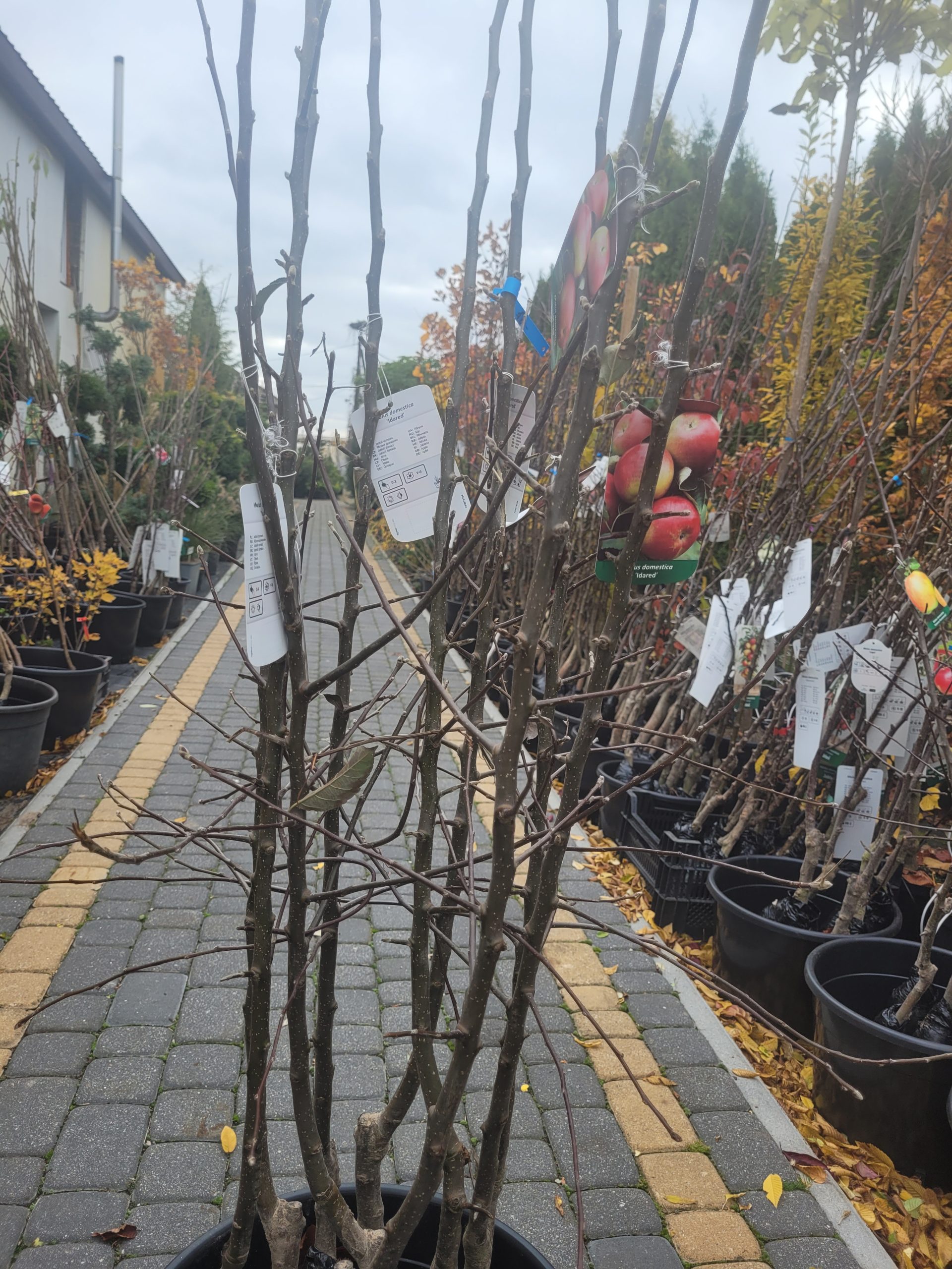 Jabłoń 'Idared' - obrazek 2