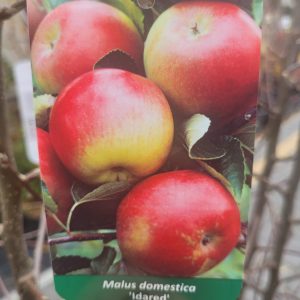 Jabłoń 'Idared'