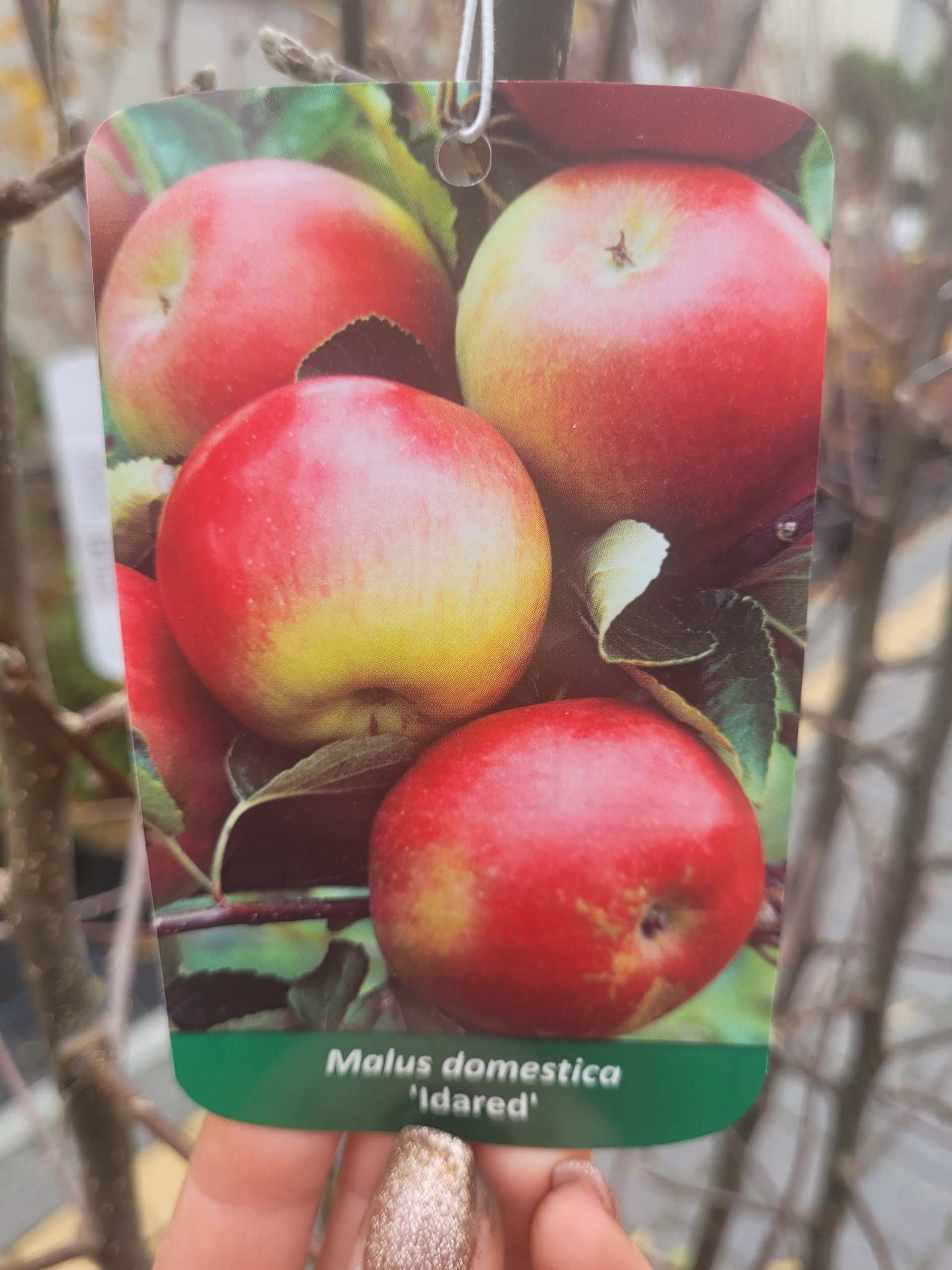 Jabłoń 'Idared'