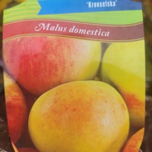 Jabłoń 'Kronselska'