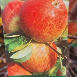 Jabłoń 'Piros'