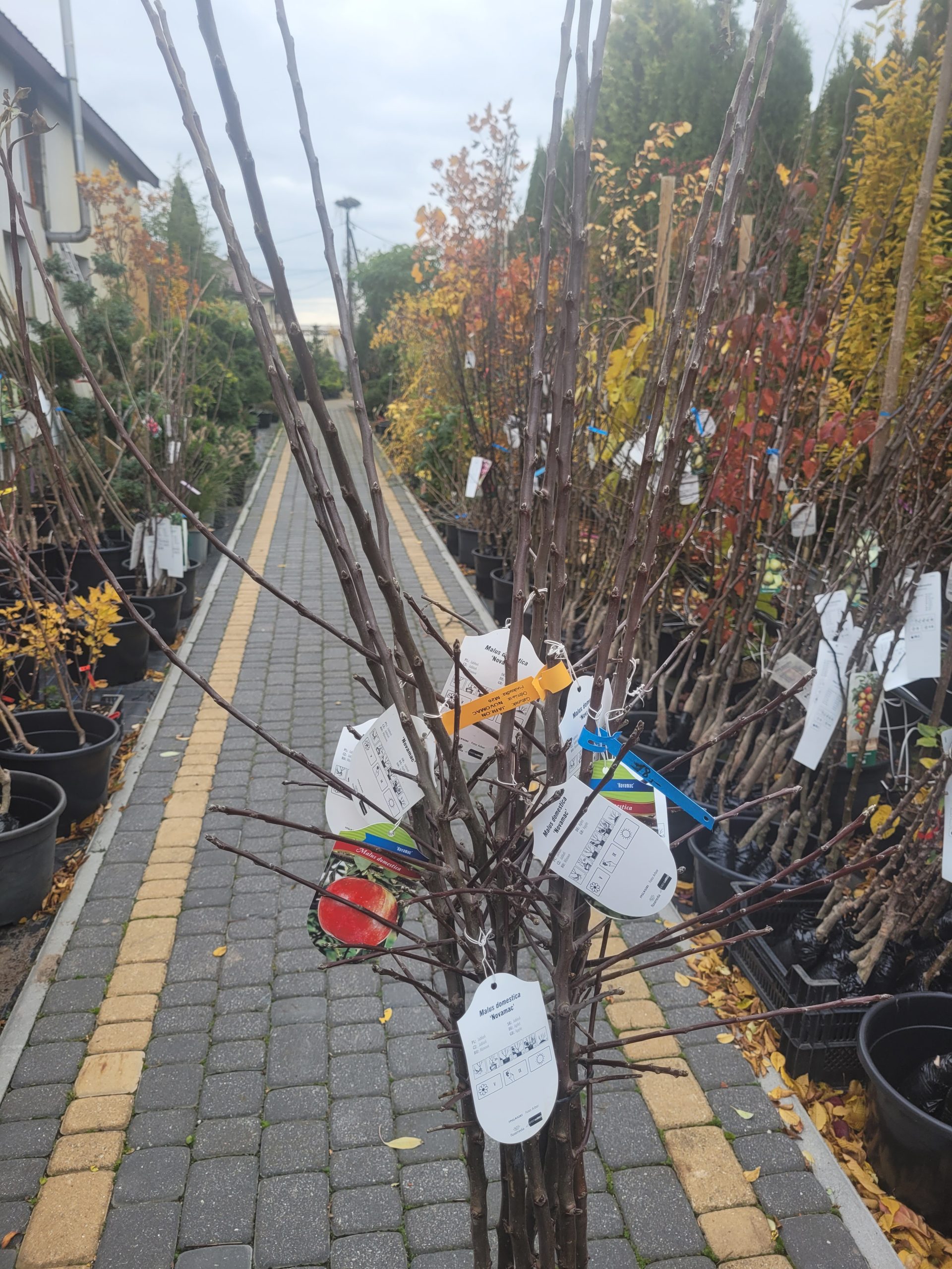 Jabłoń 'Novamac' - obrazek 3