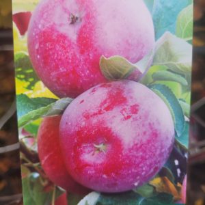 Jabłoń 'Malinowa Oberlandzka'