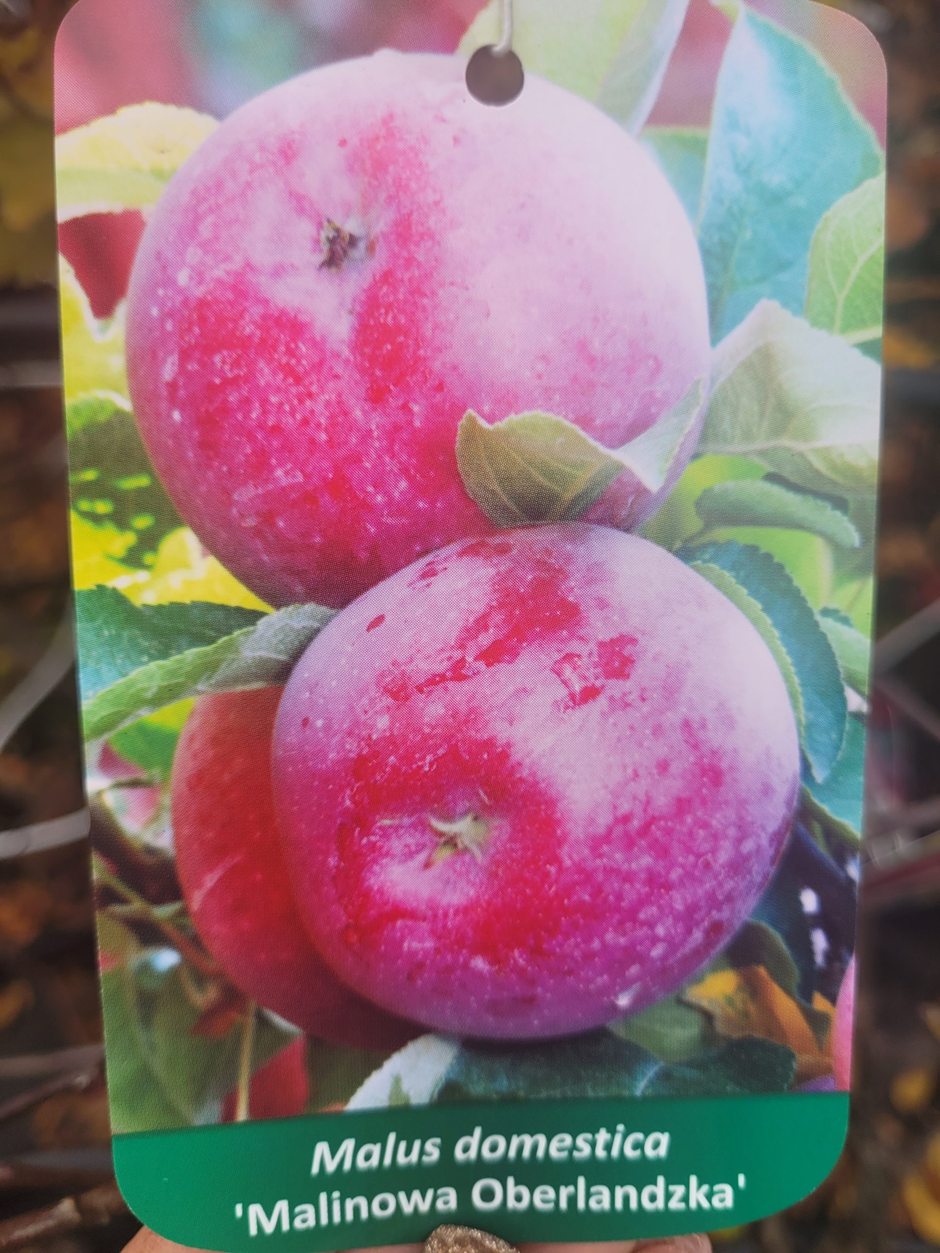 Jabłoń 'Malinowa Oberlandzka'