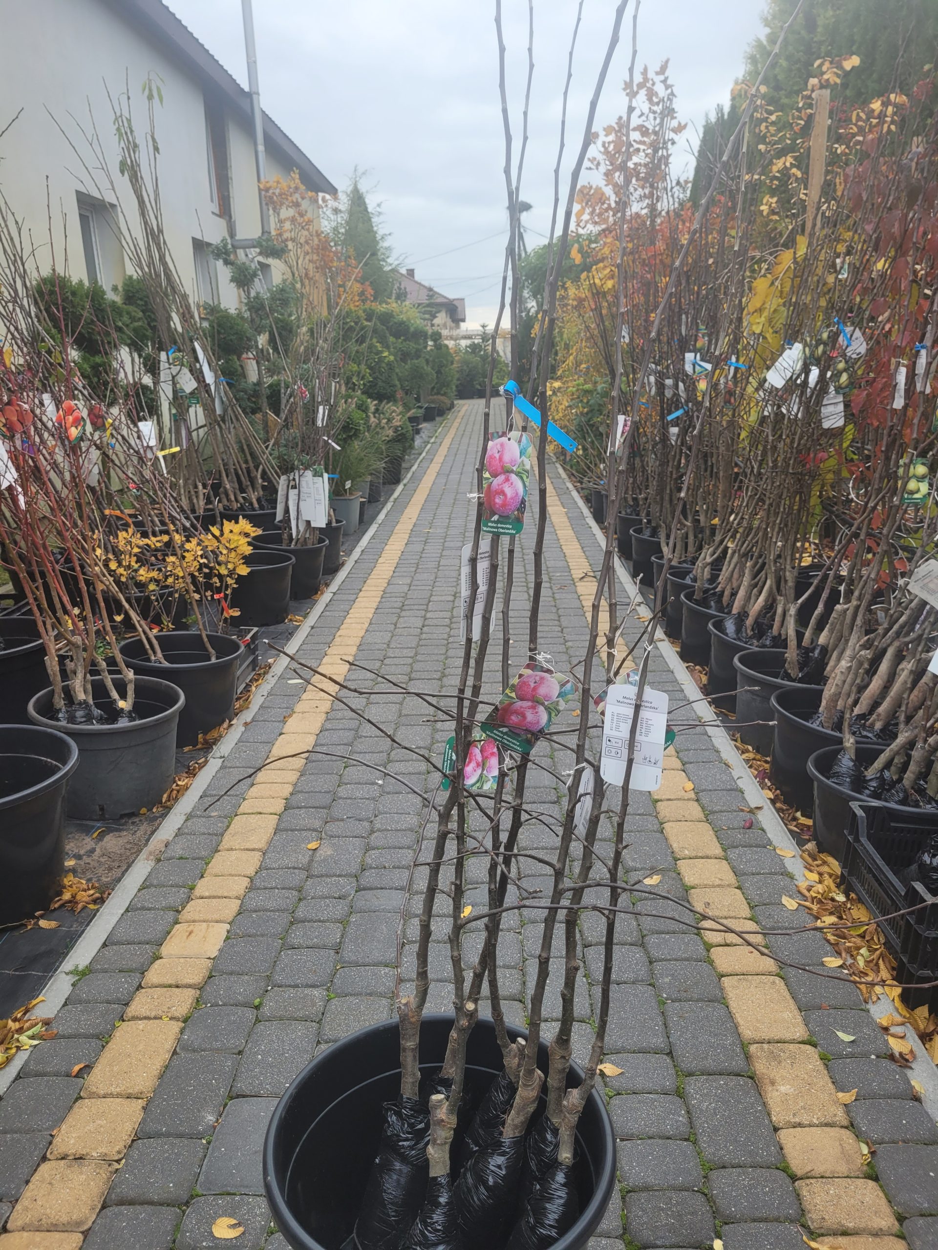 Jabłoń 'Malinowa Oberlandzka' - obrazek 2