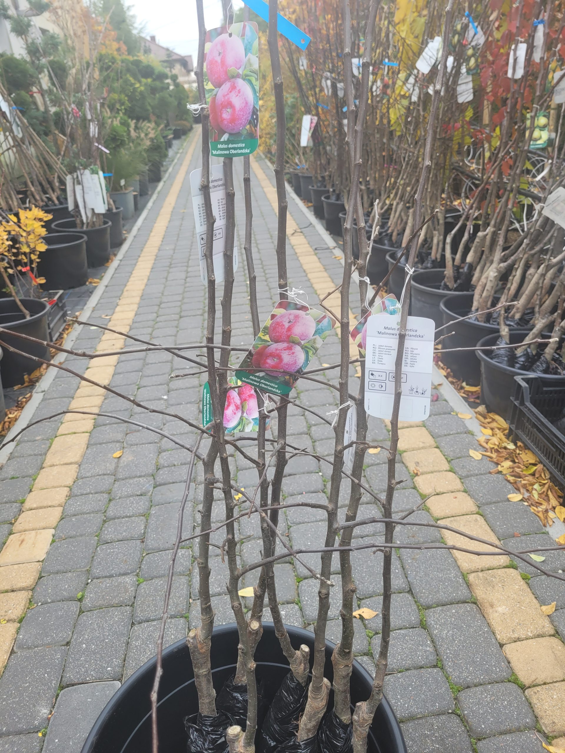 Jabłoń 'Malinowa Oberlandzka' - obrazek 3