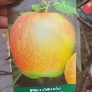 Jabłoń 'Ananas Berżenicki'