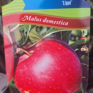 Jabłoń 'Ligol'