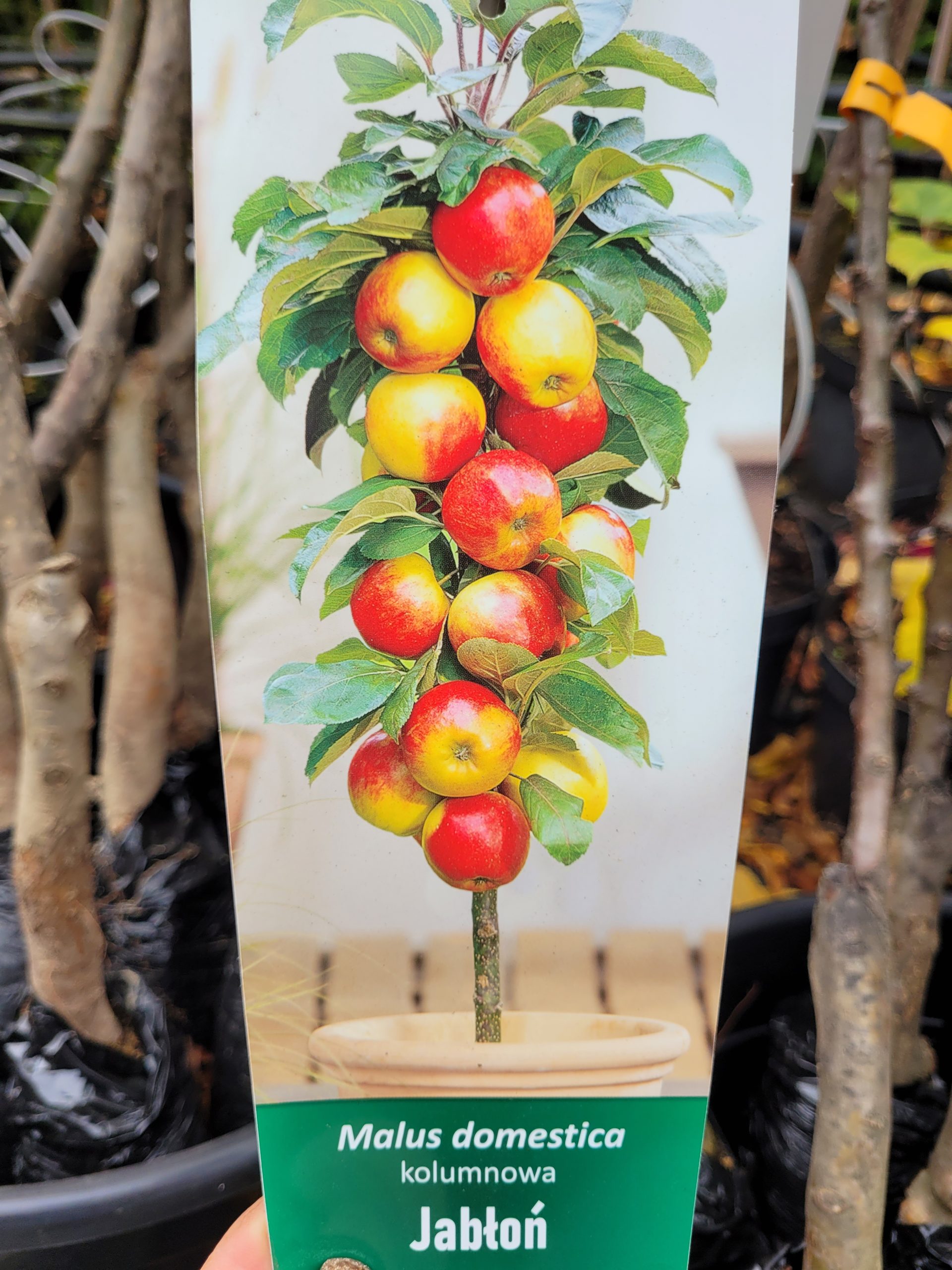 Jabłoń kolumnowa
