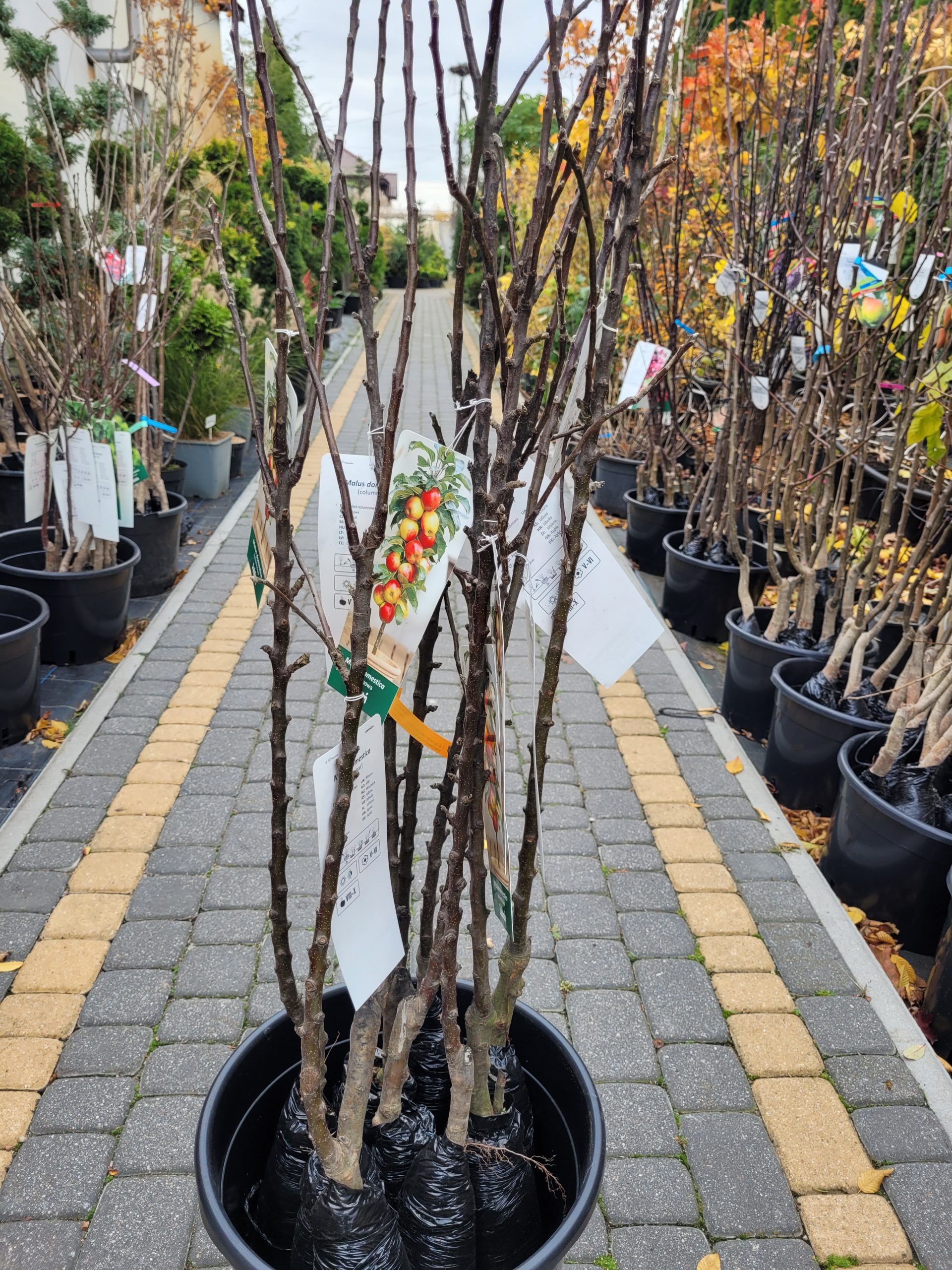 Jabłoń kolumnowa - obrazek 2