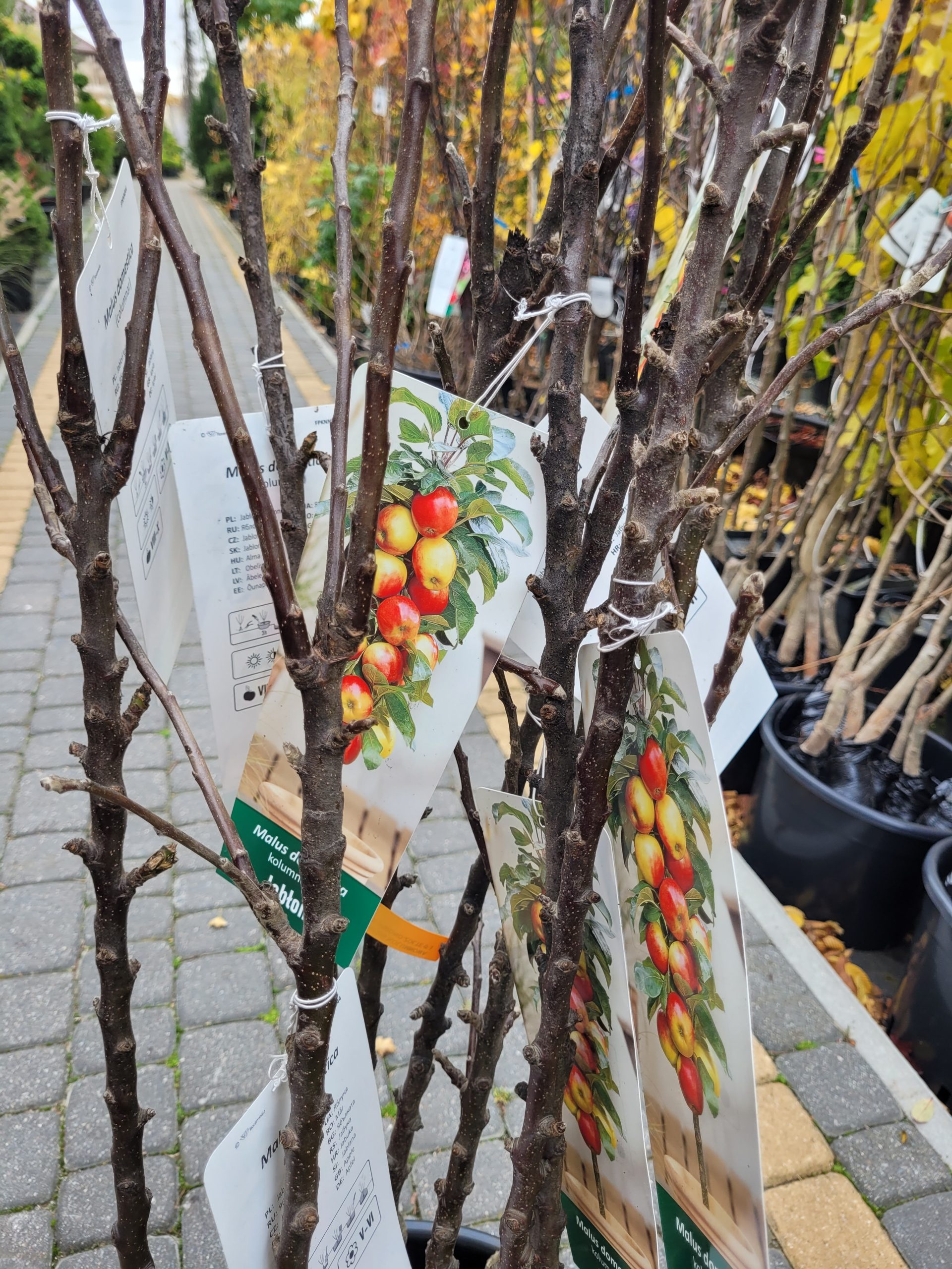 Jabłoń kolumnowa - obrazek 3