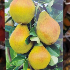 Grusza 'Faworytka'