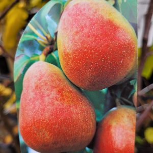 Grusza 'Red Faworytka'