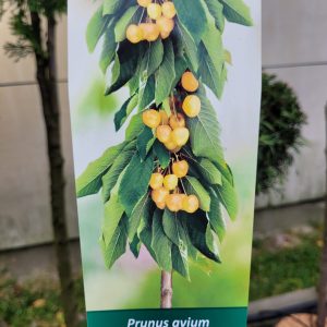 Czereśnia Kolumnowa