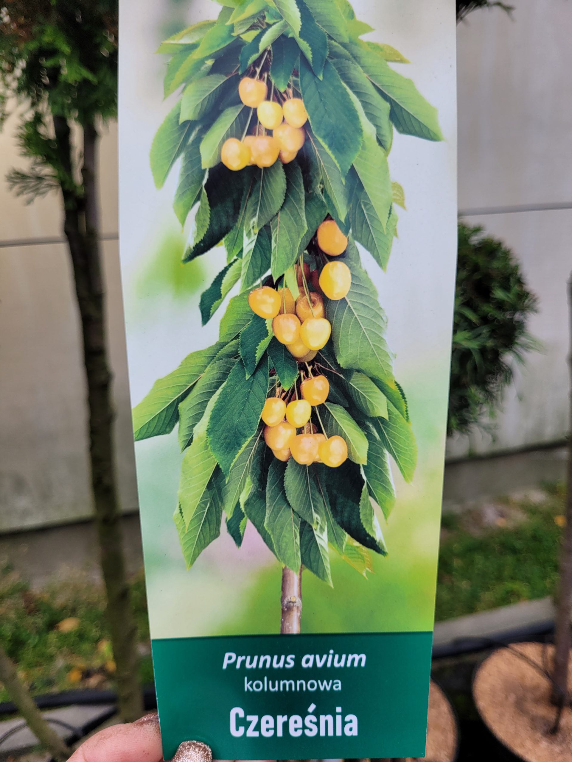 Czereśnia Kolumnowa